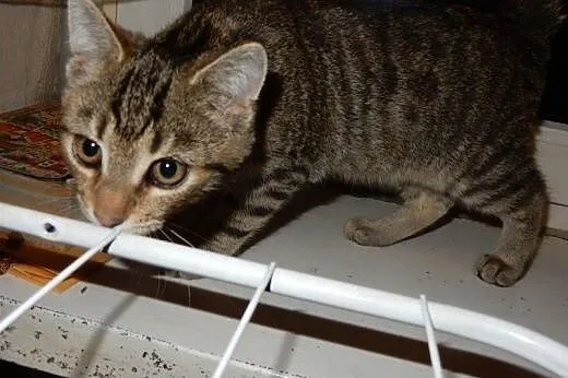 Pipi mała burasia do adopcji!!!,  łódzkie Łódź