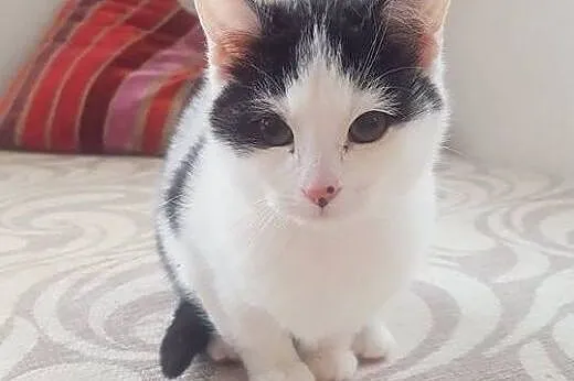 Muchomorki do adopcji!!!!,  łódzkie Łódź
