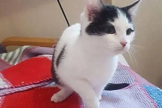 Muchomorki do adopcji!!!!,  łódzkie Łódź