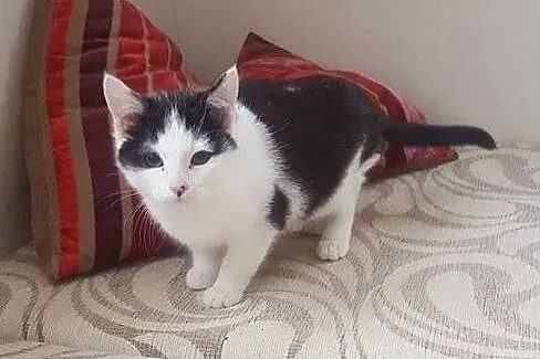 Muchomorki do adopcji!!!!,  łódzkie Łódź