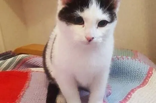 Muchomorki do adopcji!!!!,  łódzkie Łódź