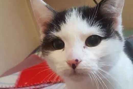 Muchomorki do adopcji!!!!,  łódzkie Łódź