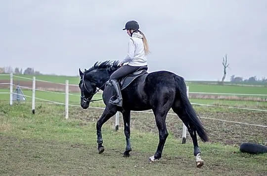 Sprzedam klacz, , Ruciane-Nida