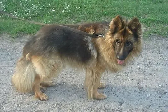 Cudowny niewidomy psiak szuka domu, Mazowieckie, Warszawa