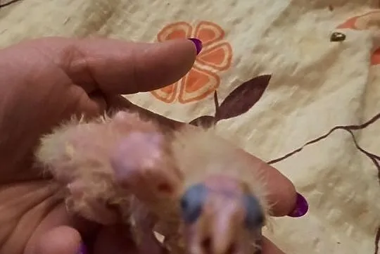 Papugi nimfy do ręcznego karmienia kupię, Gostyń