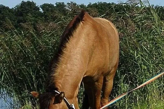 Wałach kuc 130 do rekreacji, , 