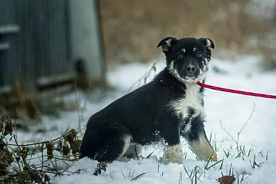 Czuna, 3 miesięczna, nieśmiała sunia SZCZENIAK do adopcji