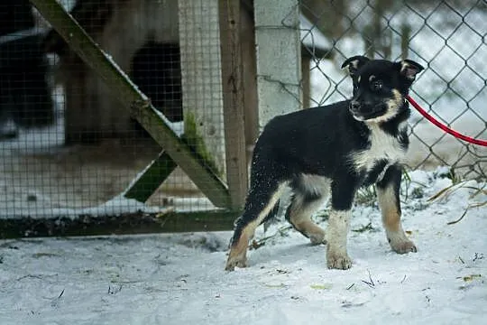 Czuna, 3 miesięczna, nieśmiała sunia SZCZENIAK do 