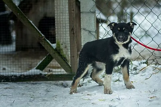 Czuna, 3 miesięczna, nieśmiała sunia SZCZENIAK do 
