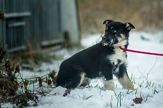 Czuna, 3 miesięczna, nieśmiała sunia SZCZENIAK do 