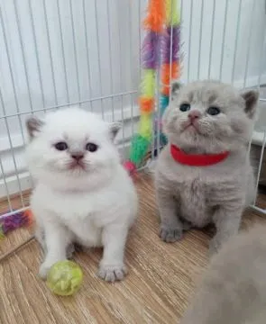 Kocięta brytyjskie krótkowłose do adopcji:{{juliapietrzak54@gmail.com}]
