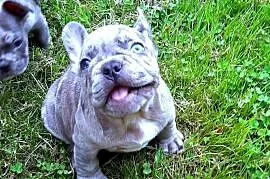Buldog francuski pieski