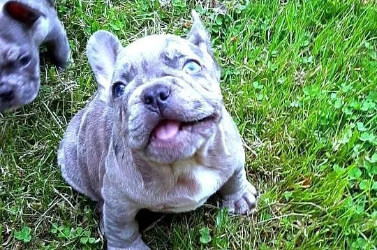 Buldog francuski pieski