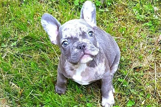 Buldog francuski pieski, Łódzkie, Pabianice