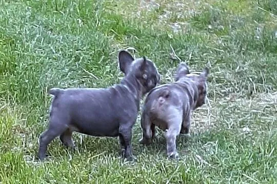 Buldog francuski pieski, Łódzkie, Pabianice
