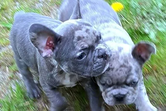 Buldog francuski pieski, Łódzkie, Pabianice