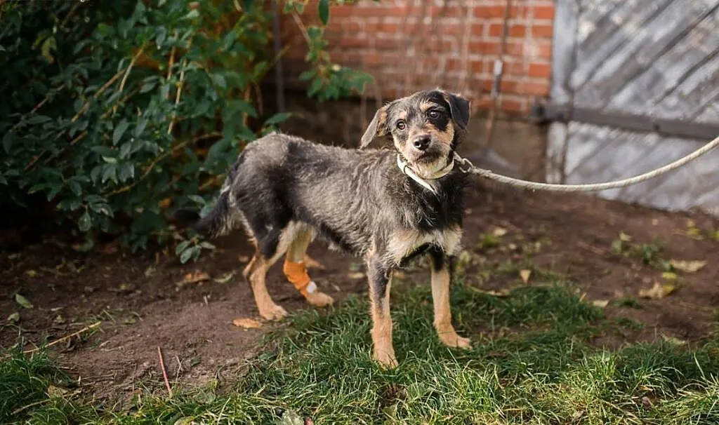Karo – sznaucerowaty chłopak do pilnej adopcji!, Kundelki cała Polska,