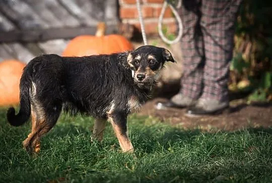 Karo &#8211; sznaucerowaty chłopak do pilnej adopcji!,  Kundelki cała Polska, 