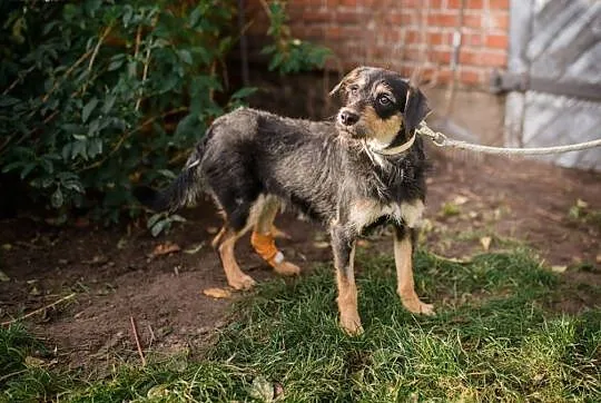 Karo &#8211; sznaucerowaty chłopak do pilnej adopcji!,  Kundelki cała Polska, 