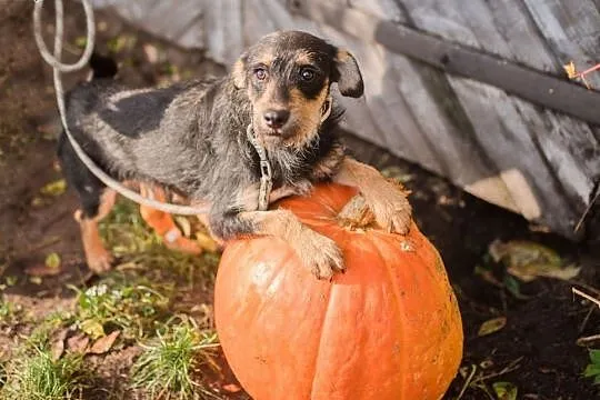 Karo &#8211; sznaucerowaty chłopak do pilnej adopcji!,  Kundelki cała Polska, 