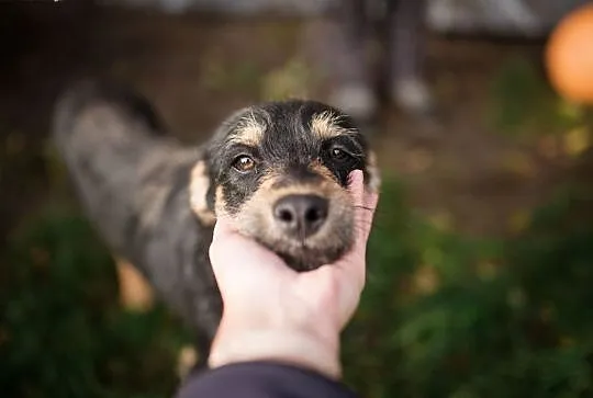 Karo &#8211; sznaucerowaty chłopak do pilnej adopcji!,  Kundelki cała Polska, 