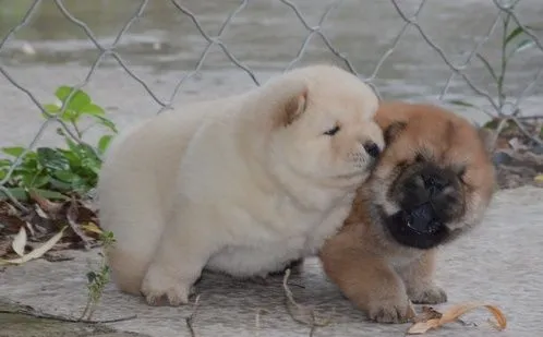 Chow-Chow Welpen zu verkaufen... Kontaktieren Sie mich per