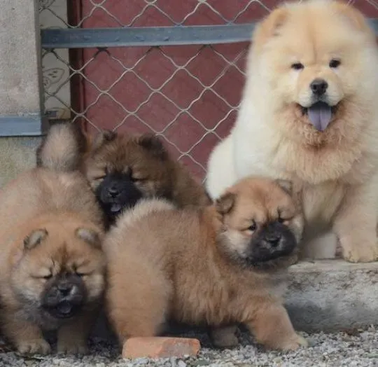 Chow-Chow Welpen zu verkaufen... Kontaktieren Sie mich per, , Gieski