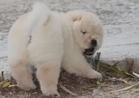 Chow-Chow Welpen zu verkaufen... Kontaktieren Sie mich per, , Gieski