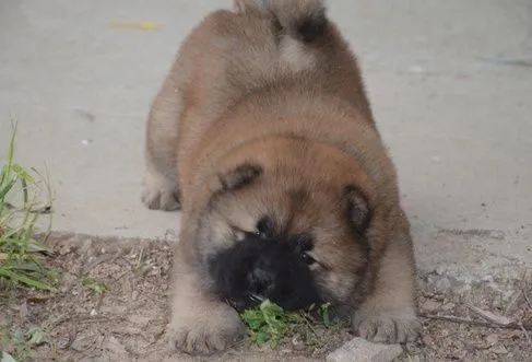 Chow-Chow Welpen zu verkaufen... Kontaktieren Sie mich per, , Gieski