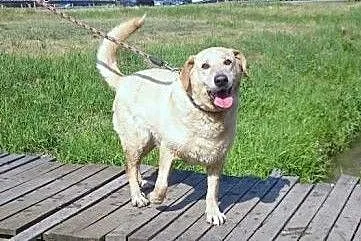 Biszkoptowy labrador pilnie szuka domu,  mazowieckie Warszawa