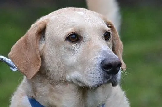 Biszkoptowy labrador pilnie szuka domu,  mazowieck