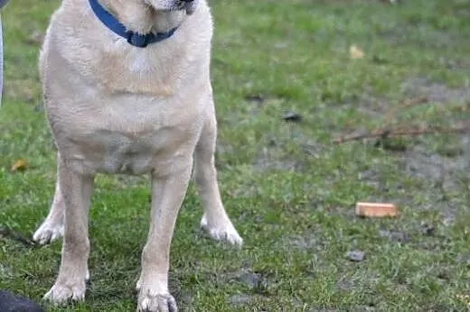 Biszkoptowy labrador pilnie szuka domu,  mazowieck