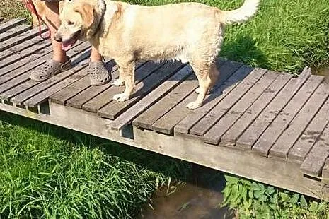 Biszkoptowy labrador pilnie szuka domu,  mazowieck