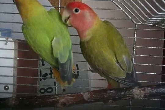 Sprzedam papugi opalowe zielona nierozłączek