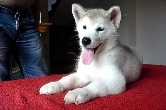 Alaskan Malamute RODOWODOWA Suczka *ZKwP/FCI*