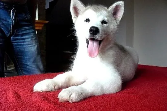 Alaskan Malamute RODOWODOWA Suczka *ZKwP/FCI*