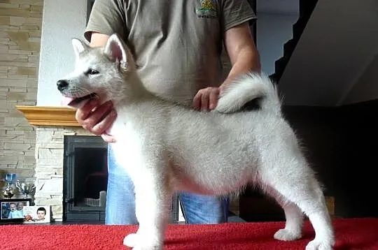 Alaskan Malamute RODOWODOWA Suczka *ZKwP/FCI*