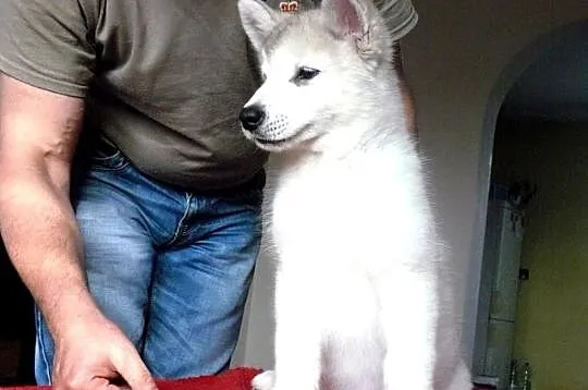 Alaskan Malamute RODOWODOWA Suczka *ZKwP/FCI*