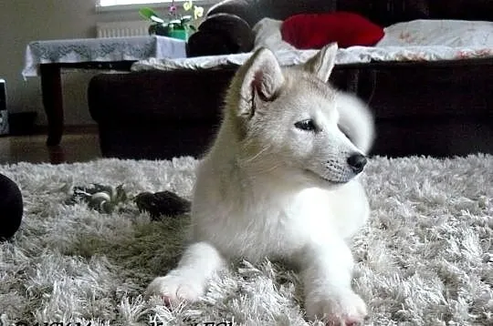 Alaskan Malamute RODOWODOWA Suczka *ZKwP/FCI*