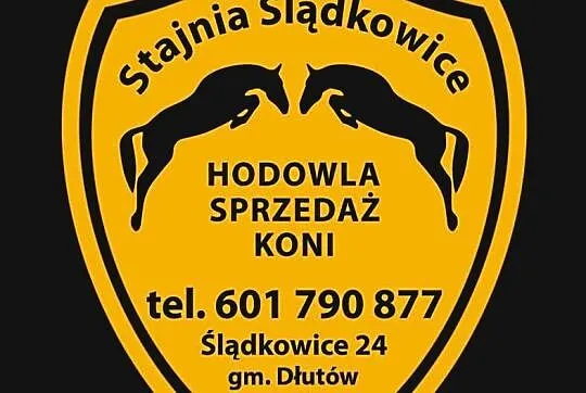 Hodowla i sprzedaż koni