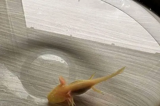 Aksolotl Salamandra meksykańska