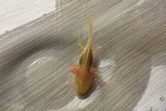 Aksolotl Salamandra meksykańska, Wielkopolskie, Kępno