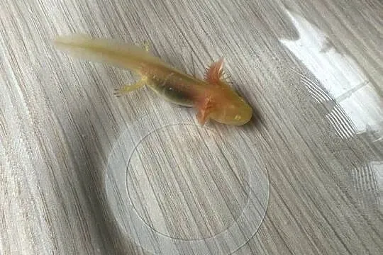 Aksolotl Salamandra meksykańska, Wielkopolskie, Kępno