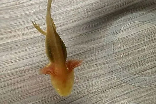 Aksolotl Salamandra meksykańska, Wielkopolskie, Kępno
