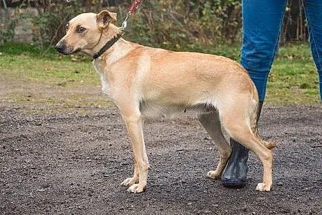 Fisia, młodziutka, delikatna, lgnąca do człowieka 