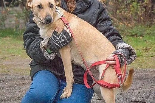 Fisia, młodziutka, delikatna, lgnąca do człowieka 