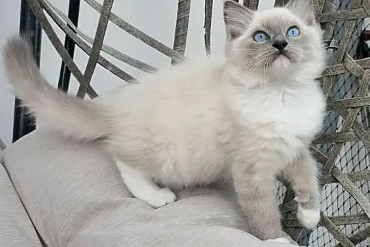Ragdoll blue mitted