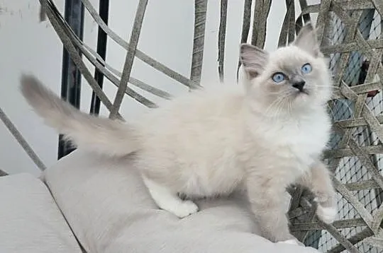 Ragdoll blue mitted, Zachodniopomorskie, Szczecin