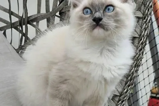 Ragdoll blue mitted, Zachodniopomorskie, Szczecin