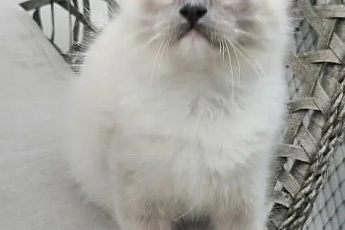 Ragdoll blue mitted, Zachodniopomorskie, Szczecin